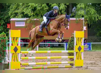 Mecklenburger Warmblut, Wallach, 6 Jahre, 167 cm, Fuchs