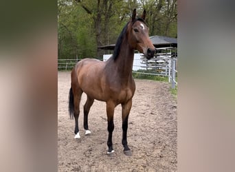 Mecklenburger Warmblut, Wallach, 6 Jahre, 168 cm, Brauner