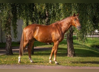 Mecklenburger Warmblut, Wallach, 6 Jahre, 168 cm, Dunkelfuchs