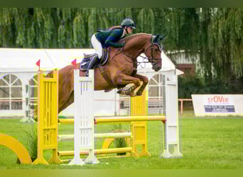 Mecklenburger Warmblut, Wallach, 6 Jahre, 168 cm, Dunkelfuchs