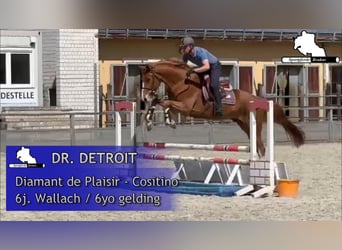 Mecklenburger Warmblut, Wallach, 6 Jahre, 168 cm, Fuchs
