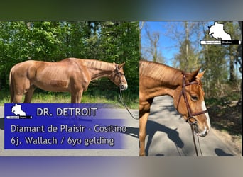 Mecklenburger Warmblut, Wallach, 6 Jahre, 168 cm, Fuchs