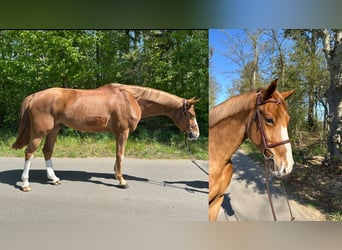 Mecklenburger Warmblut, Wallach, 6 Jahre, 168 cm, Fuchs