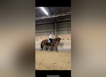 Mecklenburger Warmblut, Wallach, 6 Jahre, 168 cm, Fuchs