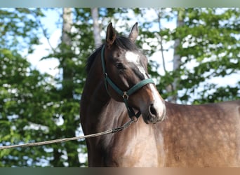 Mecklenburger Warmblut, Wallach, 6 Jahre, 170 cm, Dunkelbrauner