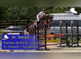 Mecklenburger Warmblut, Wallach, 6 Jahre, 170 cm, Fuchs