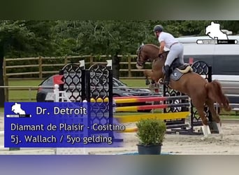 Mecklenburger Warmblut, Wallach, 6 Jahre, 170 cm, Fuchs