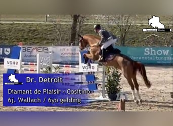 Mecklenburger Warmblut, Wallach, 6 Jahre, 170 cm, Fuchs