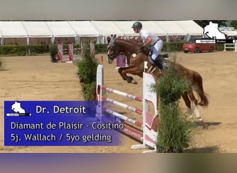 Mecklenburger Warmblut, Wallach, 6 Jahre, 170 cm, Fuchs