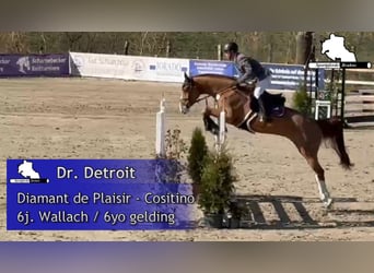 Mecklenburger Warmblut, Wallach, 6 Jahre, 170 cm, Fuchs