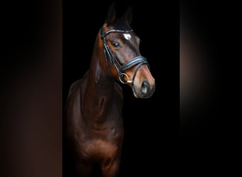 Mecklenburger Warmblut, Wallach, 6 Jahre, 170 cm