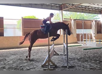 Mecklenburger Warmblut, Wallach, 6 Jahre, 175 cm, Fuchs