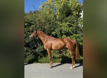 Mecklenburger Warmblut, Wallach, 6 Jahre, 177 cm, Fuchs
