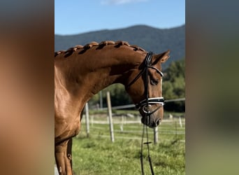 Mecklenburger Warmblut, Wallach, 6 Jahre, 177 cm, Fuchs