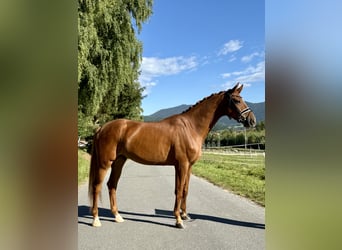 Mecklenburger Warmblut, Wallach, 6 Jahre, 177 cm, Fuchs