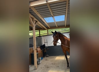 Mecklenburger Warmblut, Wallach, 6 Jahre, 178 cm, Brauner