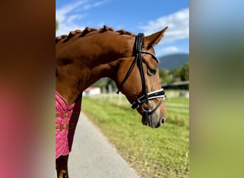 Mecklenburger Warmblut, Wallach, 6 Jahre, 178 cm, Fuchs