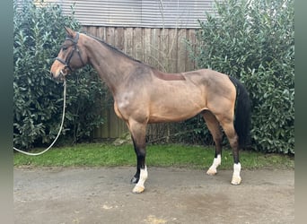 Mecklenburger Warmblut, Wallach, 6 Jahre, 180 cm, Brauner