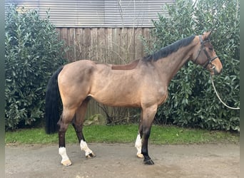 Mecklenburger Warmblut, Wallach, 6 Jahre, 180 cm, Brauner