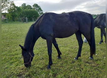 Mecklenburger Warmblut, Wallach, 6 Jahre, Rappe