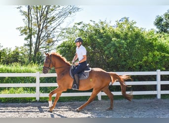 Mecklenburger Warmblut, Wallach, 6 Jahre