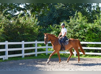 Mecklenburger Warmblut, Wallach, 6 Jahre