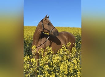 Mecklenburger Warmblut, Wallach, 7 Jahre, 165 cm, Palomino