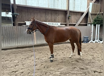 Mecklenburger Warmblut, Wallach, 7 Jahre, 167 cm, Fuchs