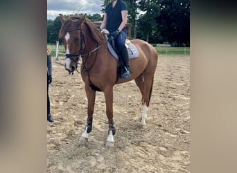 Mecklenburger Warmblut, Wallach, 7 Jahre, 167 cm, Fuchs