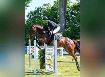 Mecklenburger Warmblut, Wallach, 7 Jahre, 168 cm, Brauner