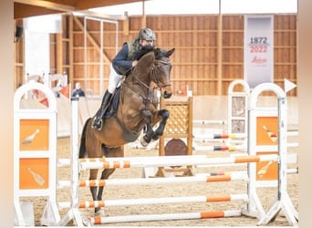 Mecklenburger Warmblut, Wallach, 7 Jahre, 175 cm, Brauner
