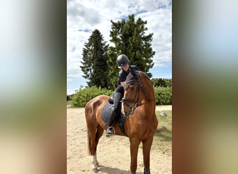 Mecklenburger Warmblut, Wallach, 7 Jahre, 175 cm, Dunkelfuchs