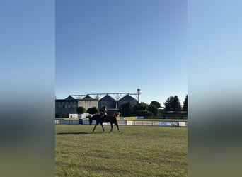 Mecklenburger Warmblut, Wallach, 7 Jahre, 175 cm, Dunkelfuchs