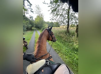 Mecklenburger Warmblut, Wallach, 7 Jahre, 176 cm, Dunkelfuchs
