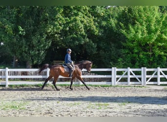Mecklenburger Warmblut, Wallach, 7 Jahre, 178 cm, Brauner