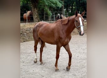 Mecklenburger Warmblut, Wallach, 7 Jahre, 181 cm, Fuchs
