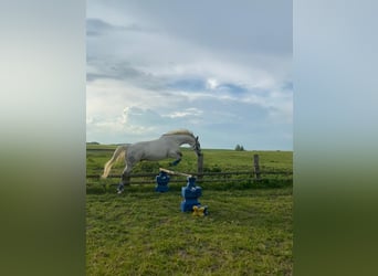 Mecklenburger Warmblut, Wallach, 8 Jahre, 163 cm, Schimmel