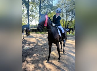 Mecklenburger Warmblut, Wallach, 8 Jahre, 164 cm, Brauner