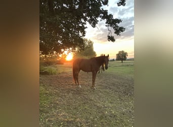 Mecklenburger Warmblut, Wallach, 8 Jahre, 165 cm, Rotfuchs