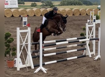 Mecklenburger Warmblut, Wallach, 8 Jahre, 166 cm, Dunkelfuchs