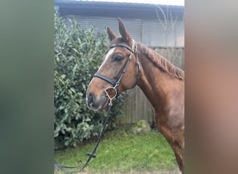 Mecklenburger Warmblut, Wallach, 8 Jahre, 166 cm, Dunkelfuchs