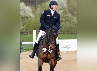 Mecklenburger Warmblut, Wallach, 8 Jahre, 168 cm, Dunkelbrauner