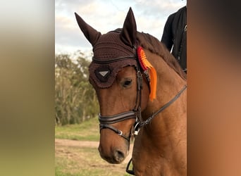 Mecklenburger Warmblut, Wallach, 8 Jahre, 168 cm, Fuchs