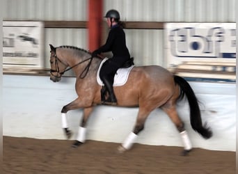 Mecklenburger Warmblut, Wallach, 8 Jahre, 169 cm, Buckskin