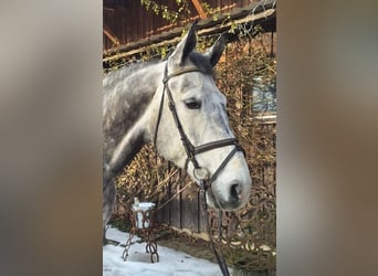 Mecklenburger Warmblut, Wallach, 8 Jahre, 170 cm, Schimmel