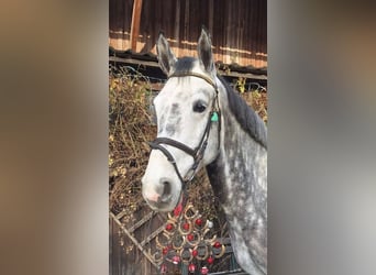 Mecklenburger Warmblut, Wallach, 8 Jahre, 170 cm, Schimmel