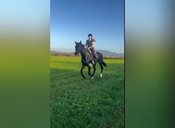 Mecklenburger Warmblut, Wallach, 8 Jahre, 174 cm, Rappe