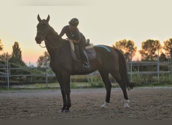 Mecklenburger Warmblut, Wallach, 8 Jahre, 174 cm, Rappe