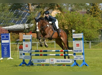 Mecklenburger Warmblut, Wallach, 8 Jahre, 177 cm