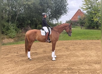 Mecklenburger Warmblut, Wallach, 8 Jahre, 178 cm, Fuchs